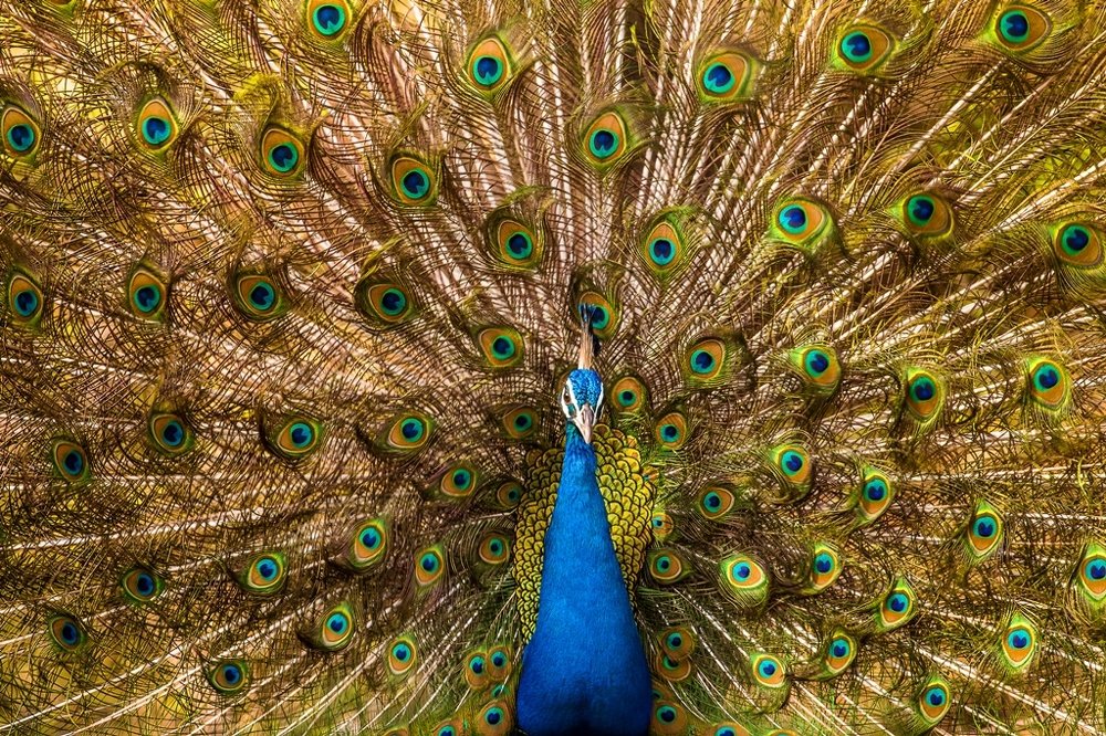 Colors of Mother Nature