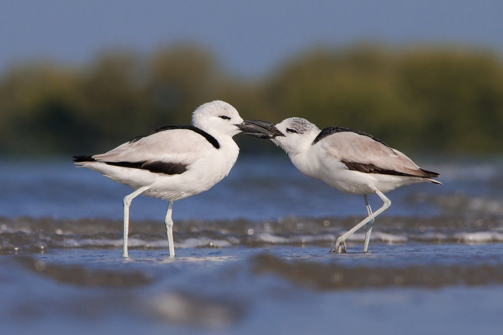 Crab plover feeding