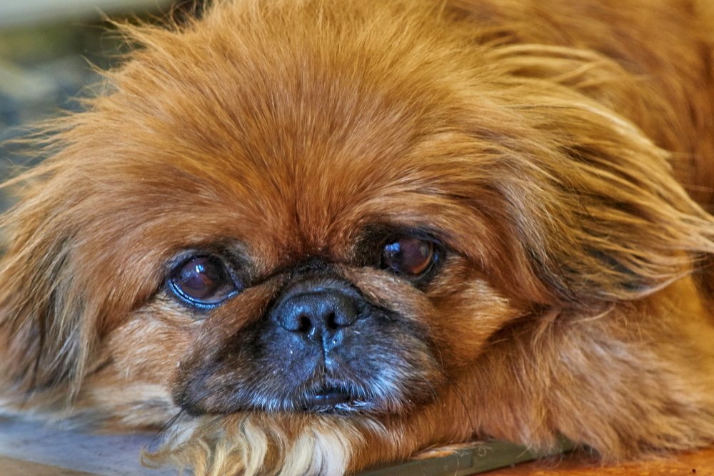 Портрет друга