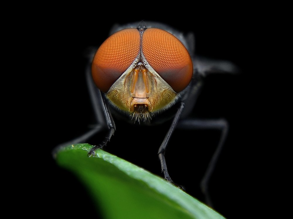 eye fly