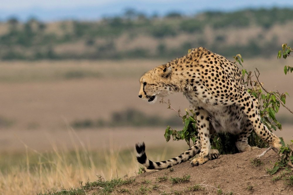 Female cheetah looking for a prey