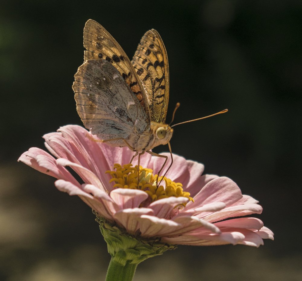 Перламутровка на цветке