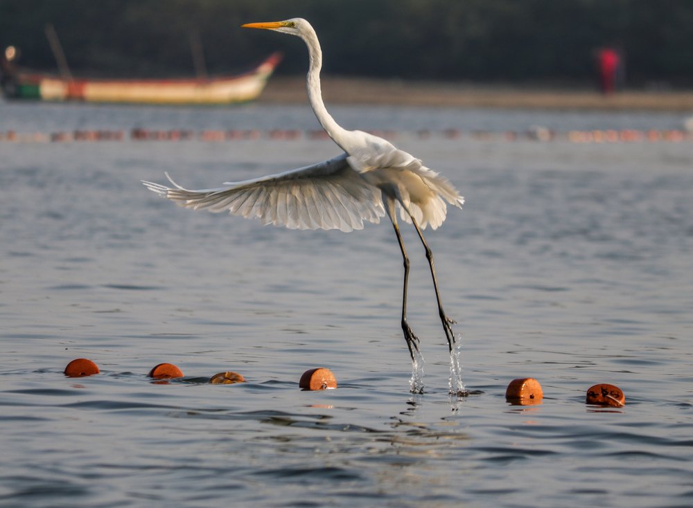 Great egret