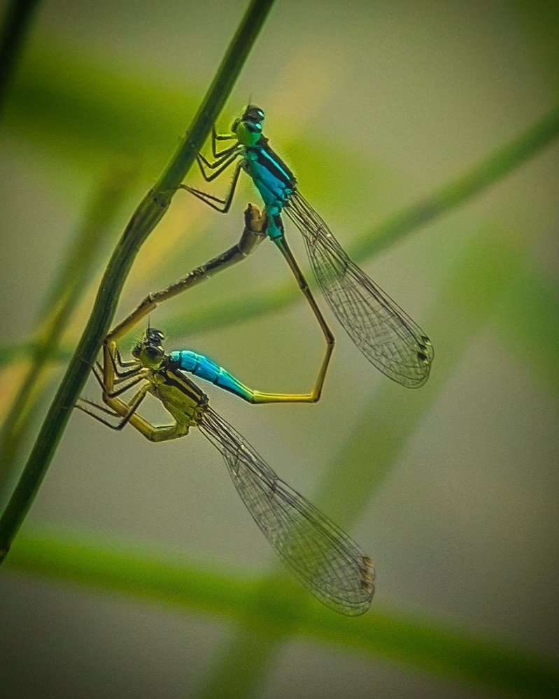 Photograph by Mahnaz Seif