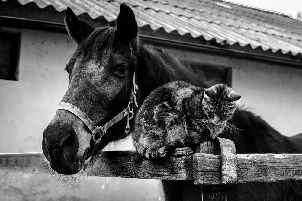 Несущие ветер