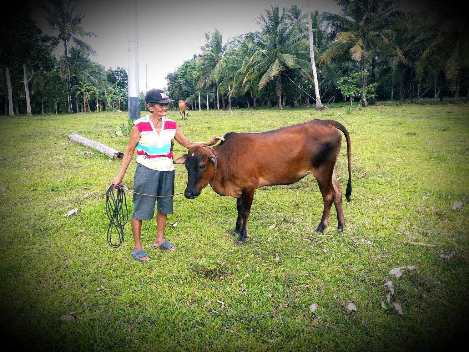 My Mother together with cow...