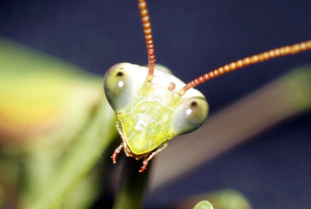 "В глаза смотри!"
