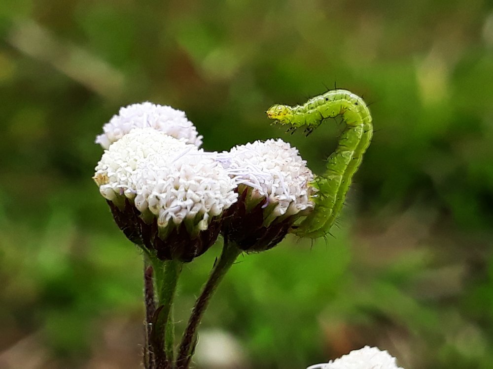 wildflowers and caterpillars