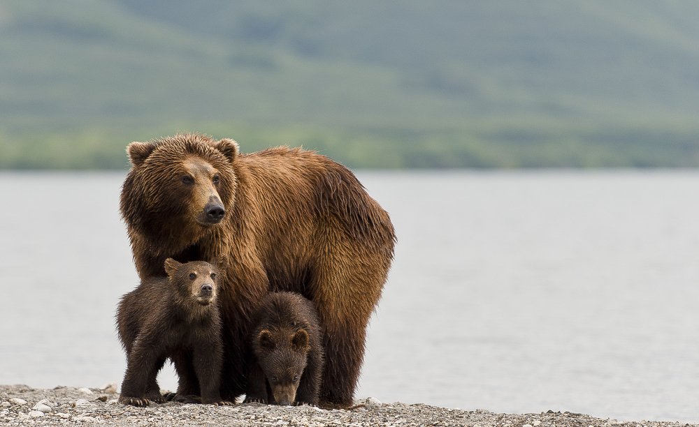 Mom protecting cubs