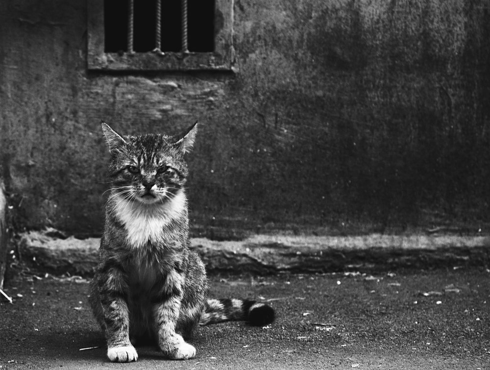 Доля моя доля