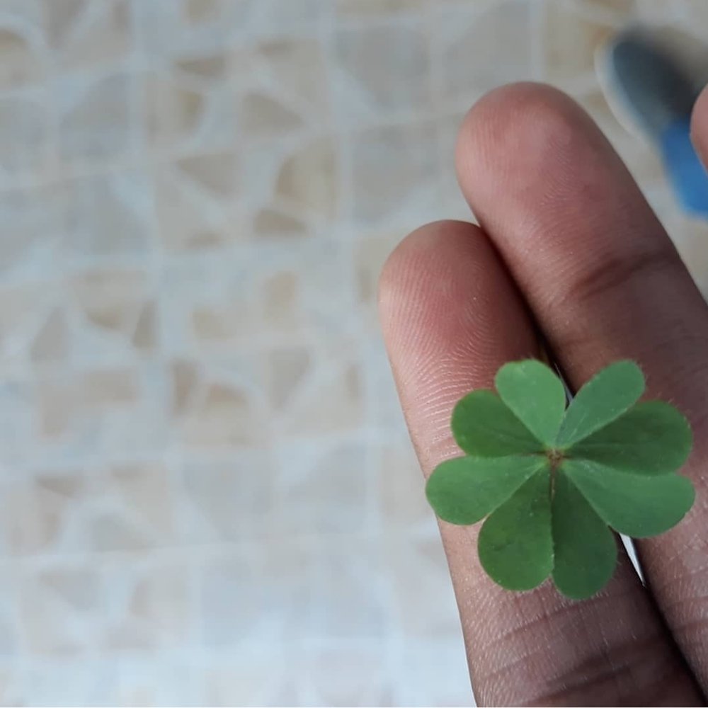 4 leaves clover