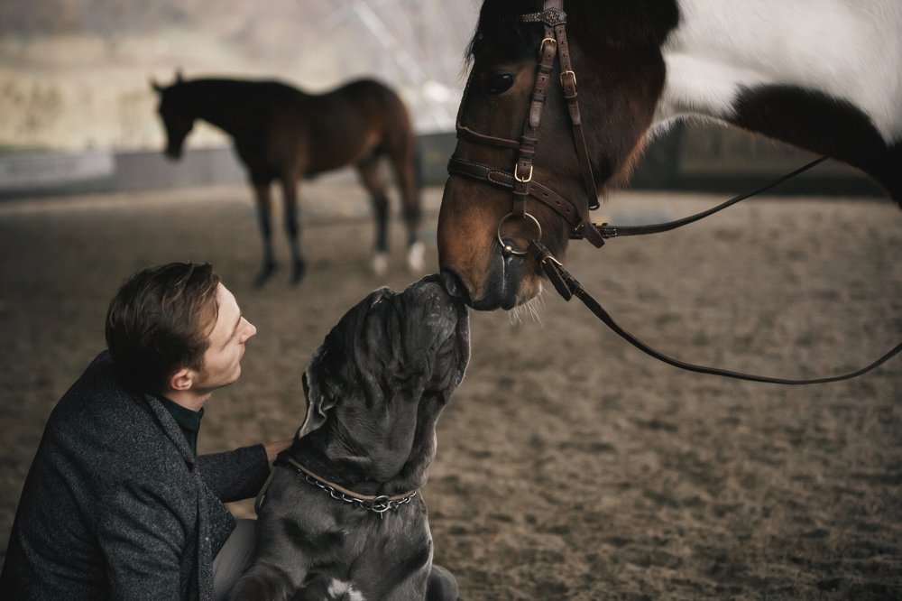 Любовь к животным