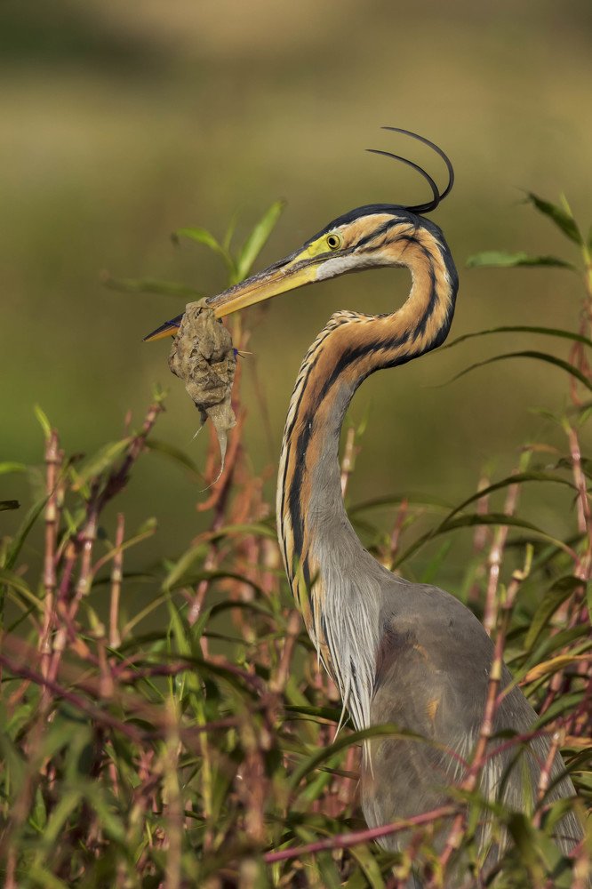 Purple Heron with locked Beak