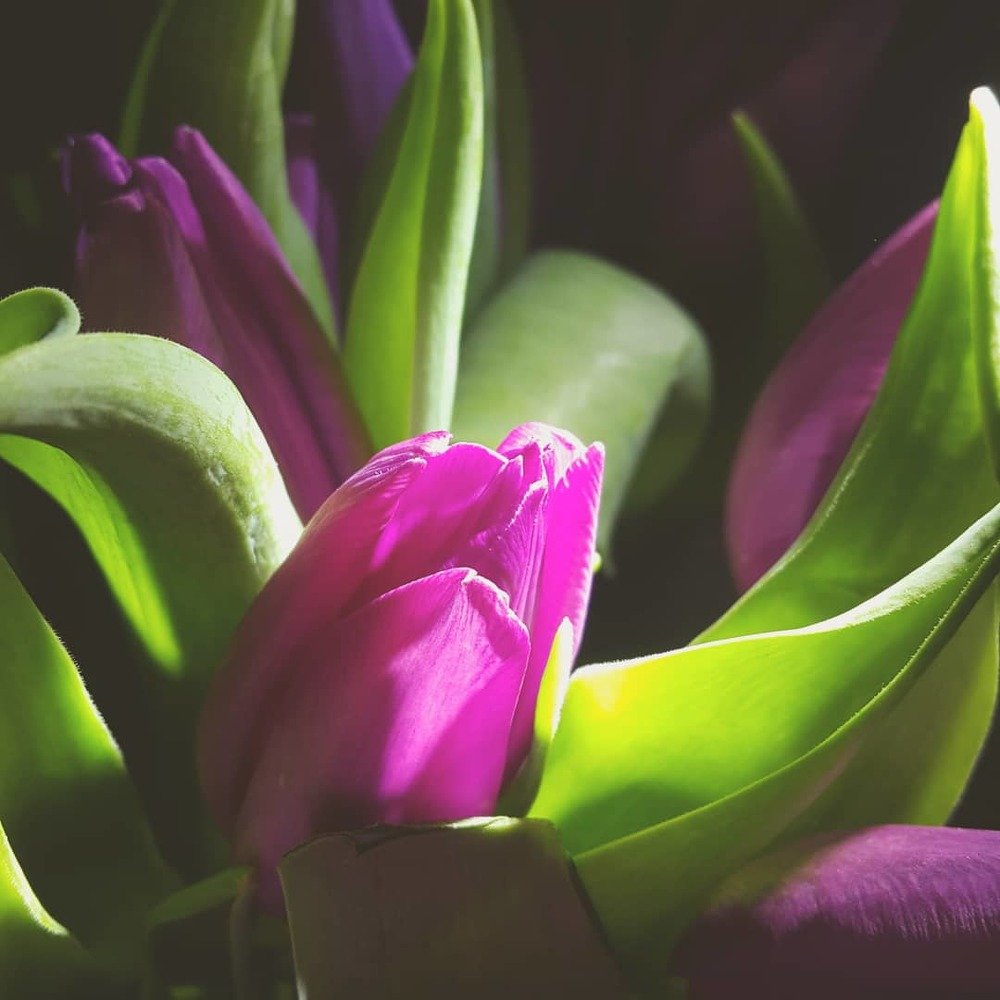 Tulip.