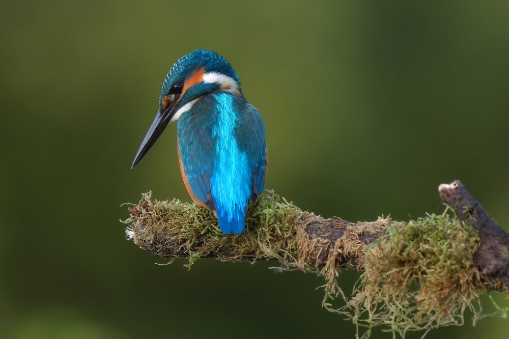 Kingfisher