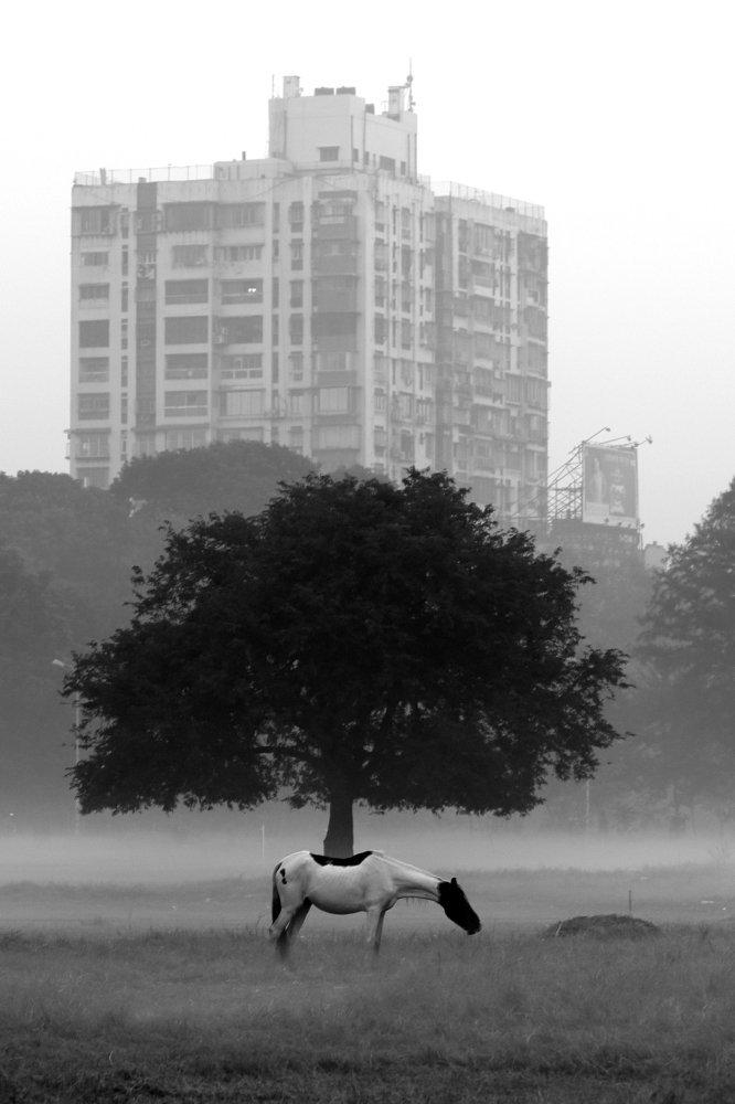 Nature, Creature and Architecture