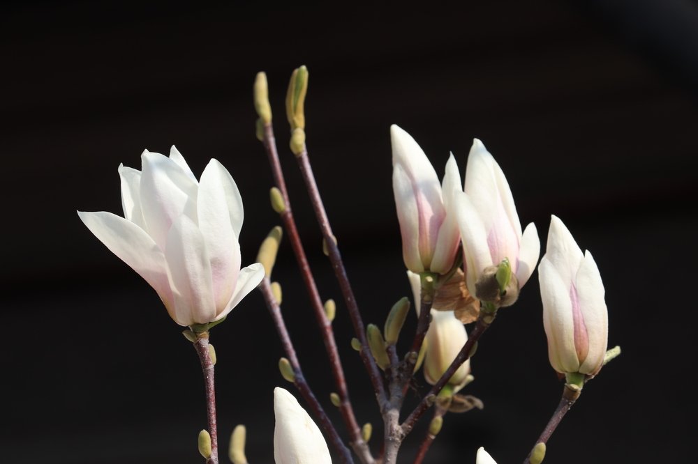Magnolia