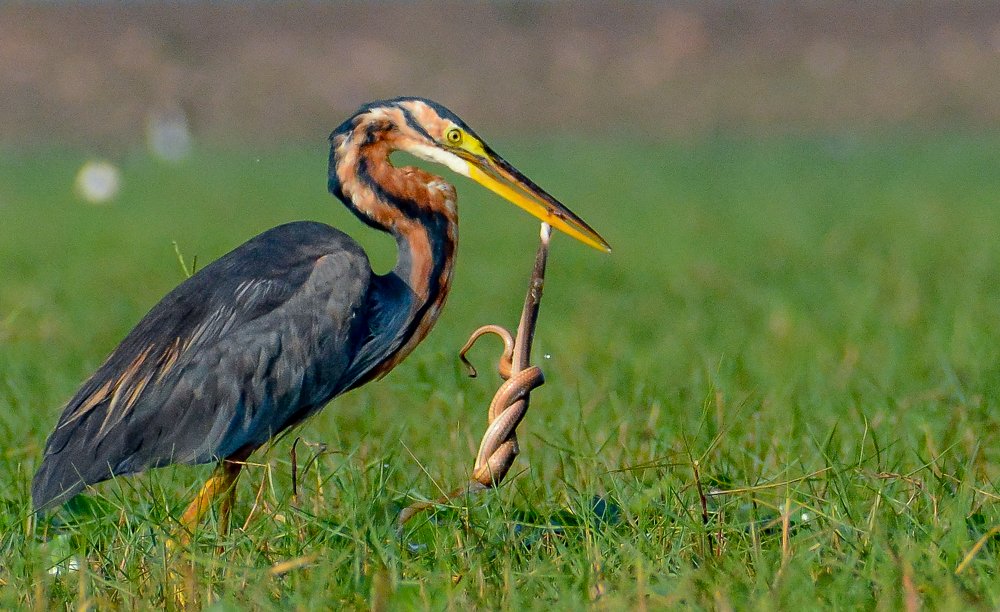 # purple Heron snake hunter