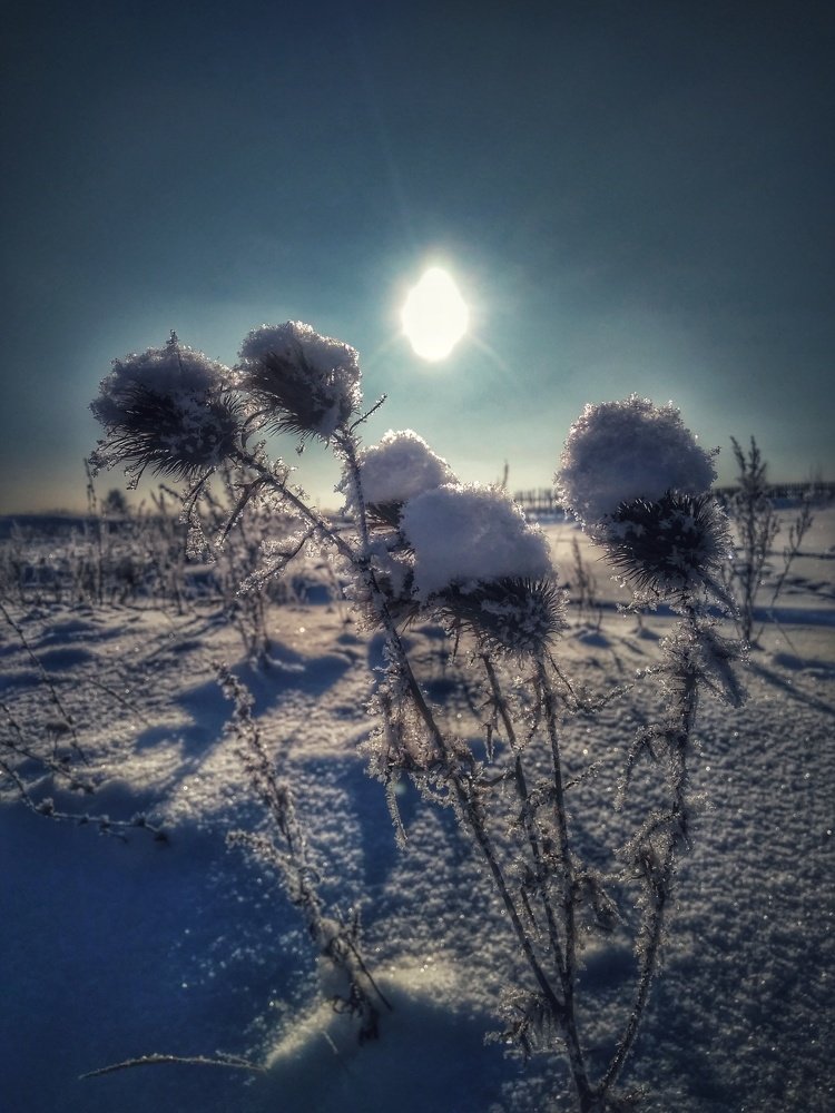 Морозным днём