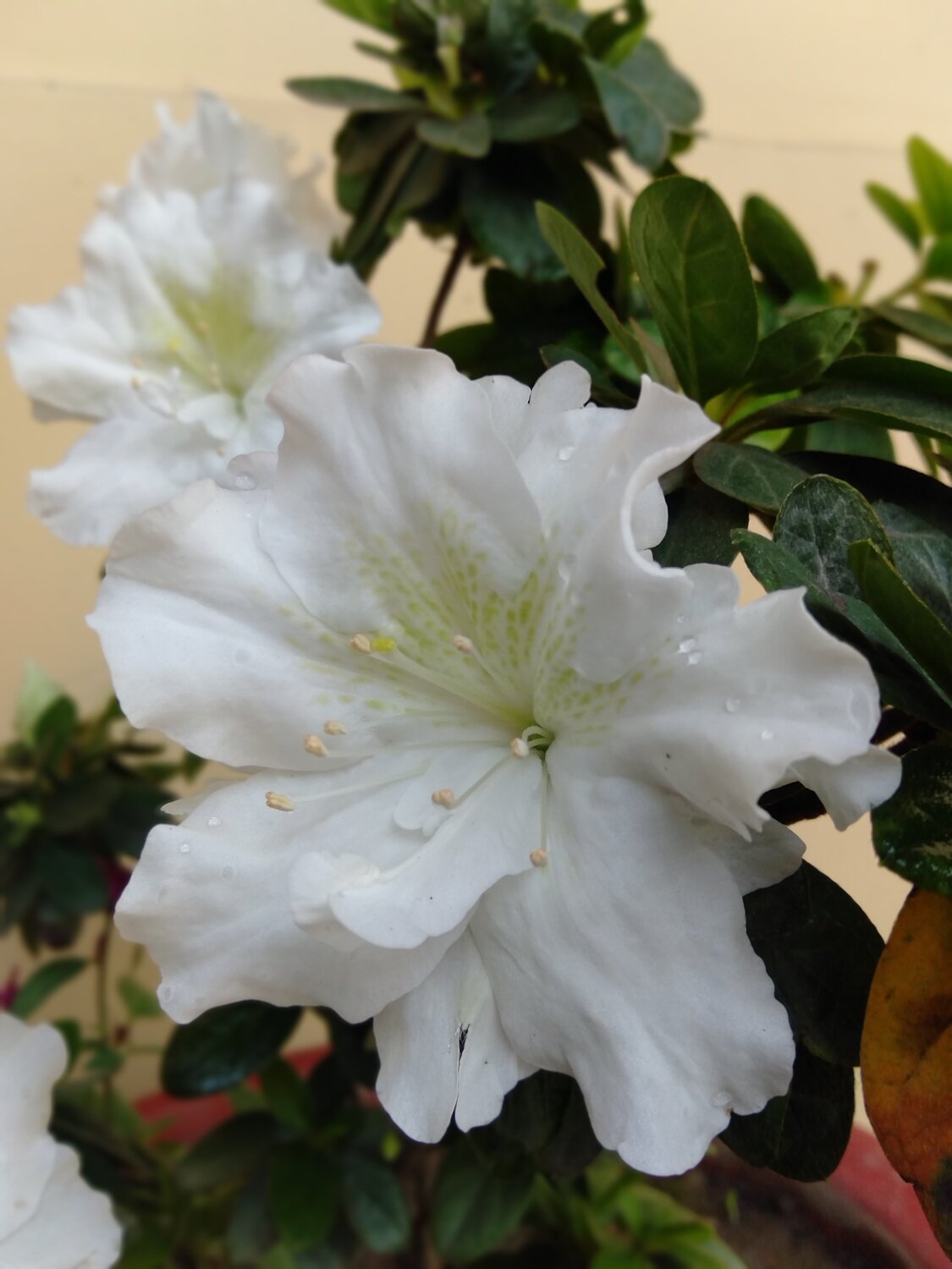 Flower front face