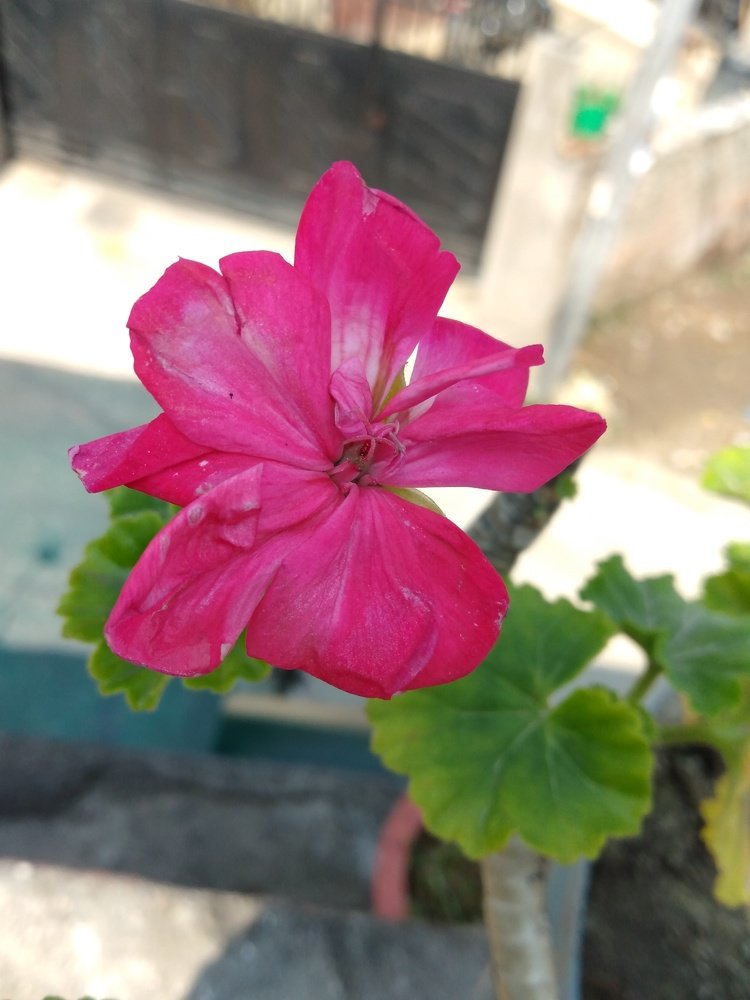 Red front face flower