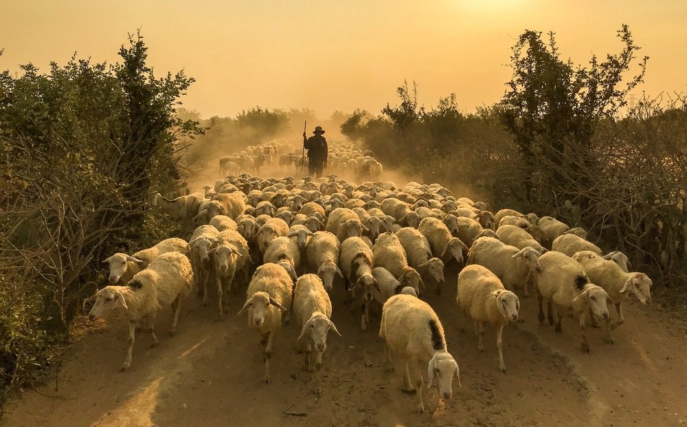 Shepherd on sandhill