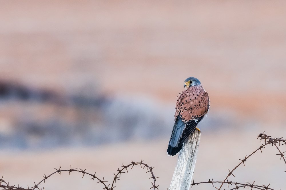 Bird on a wire