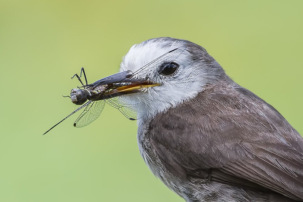White-headed Marsh Tyrant