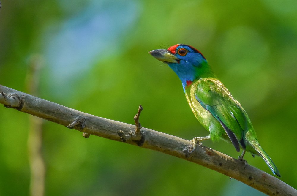 Blue Throated Barbet