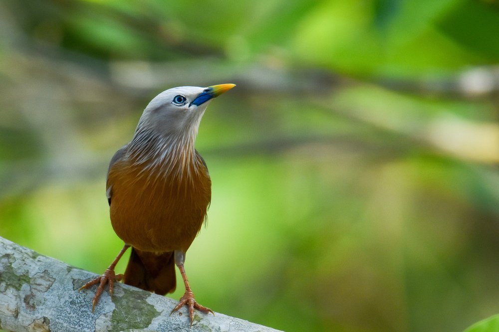 Chestnut Tailed Starling