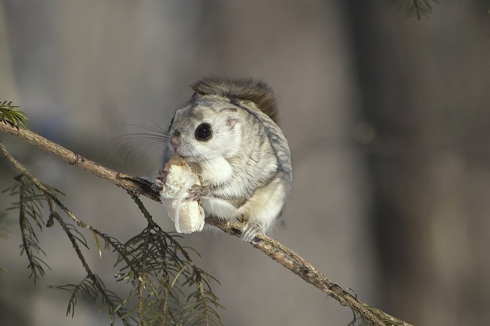 нежданная гостья..