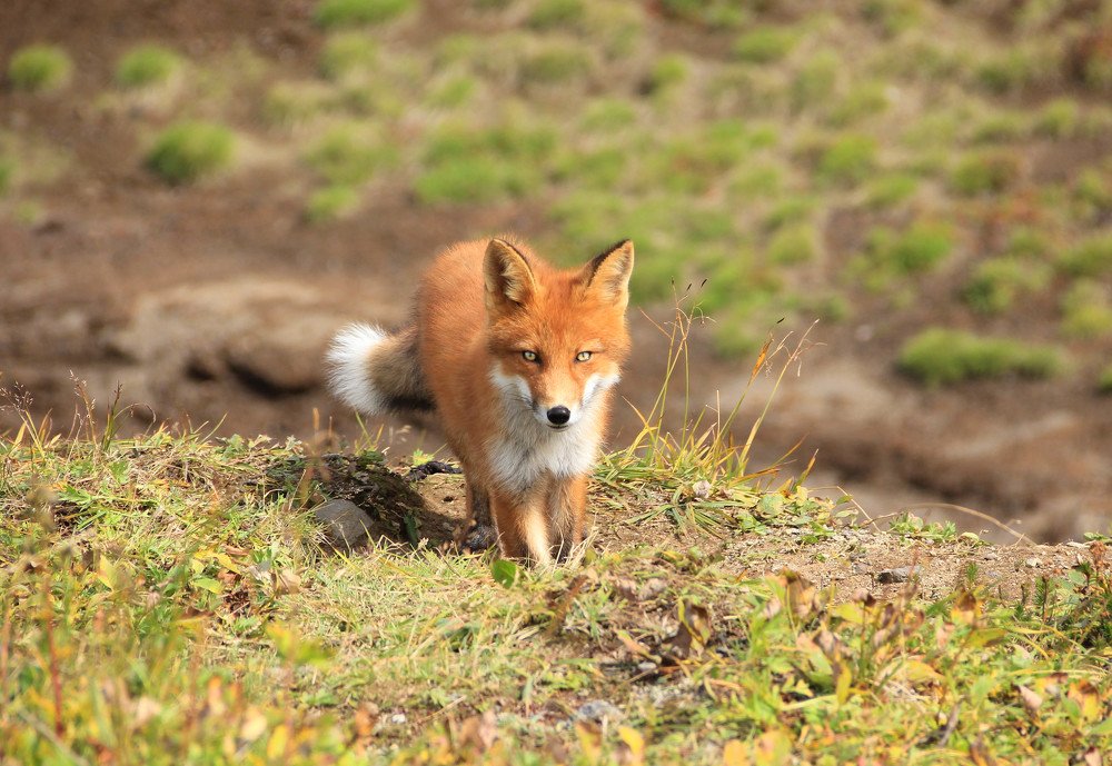 Лиса-огневка