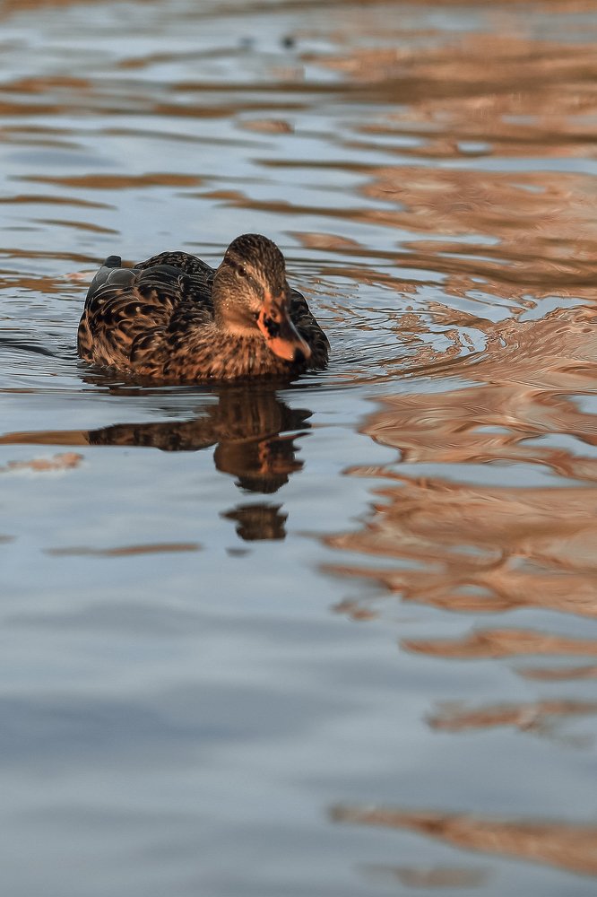 Сайма летом