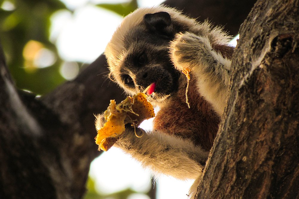 Monkey enjoying