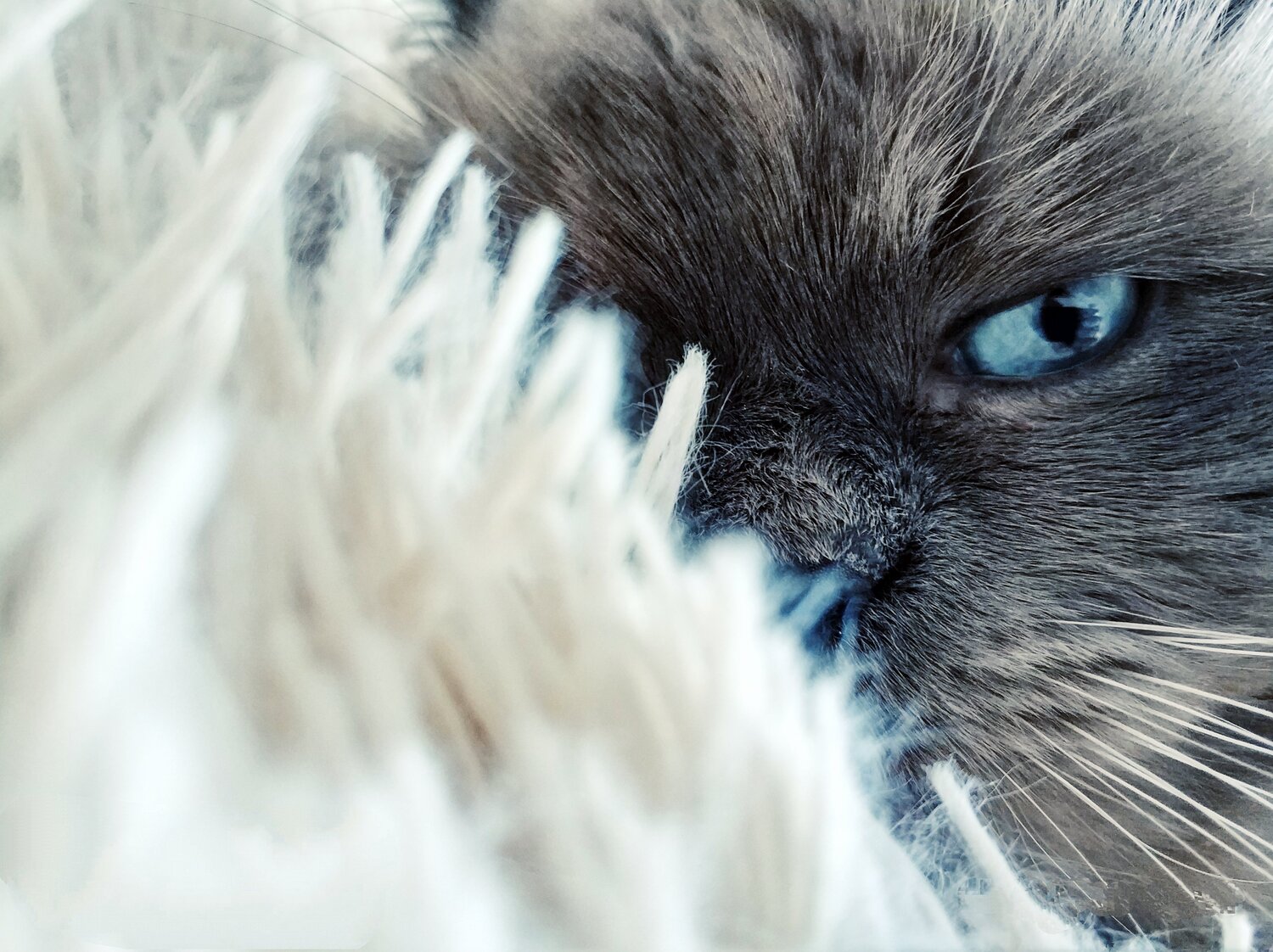 Кот Кекс