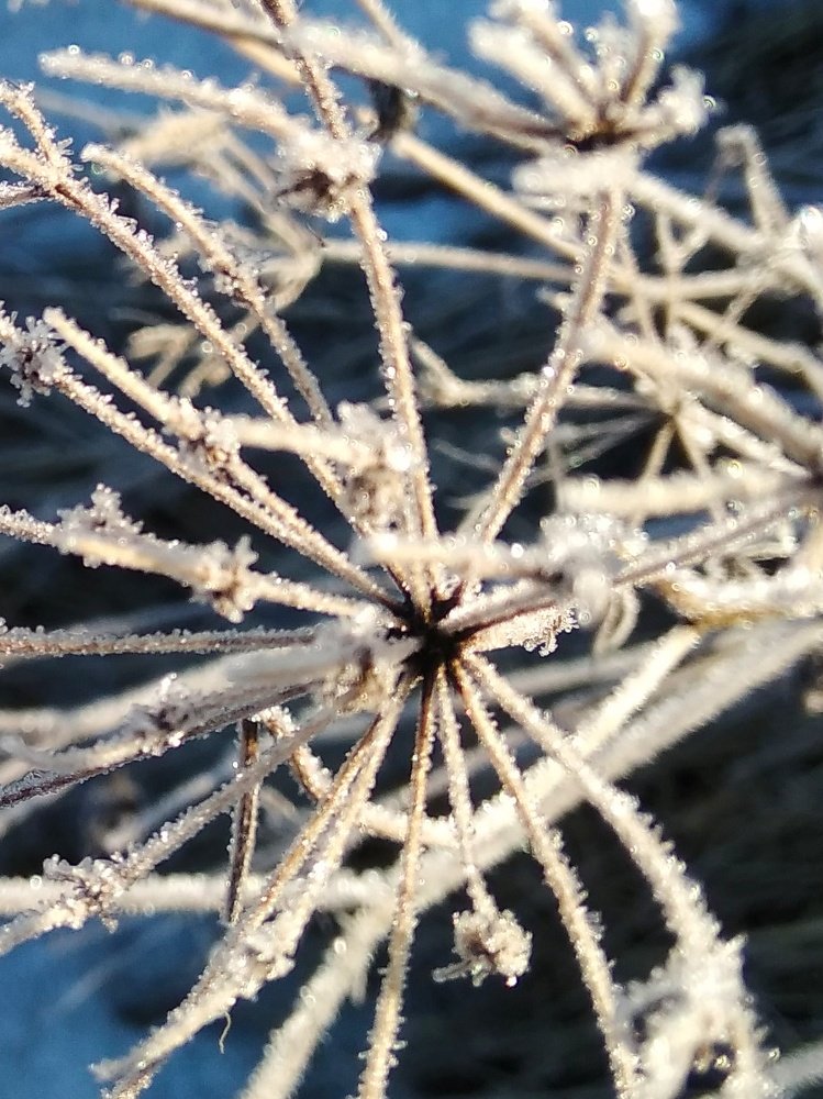 Утренний морозец