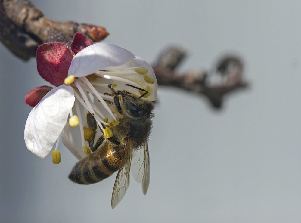 Ещё одна весна