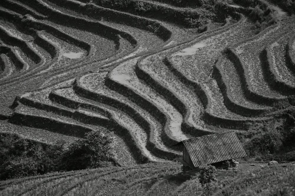 rice field in the mountains
