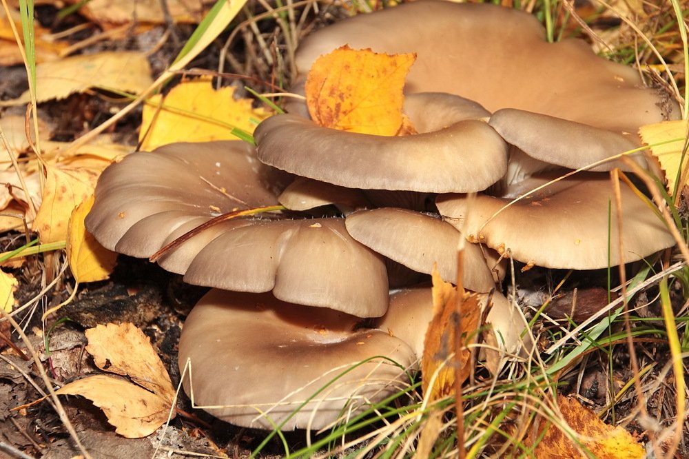 Осень в лесу