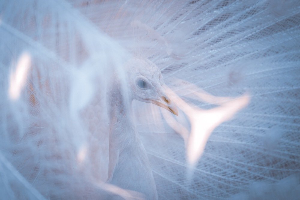 Невеста и фата