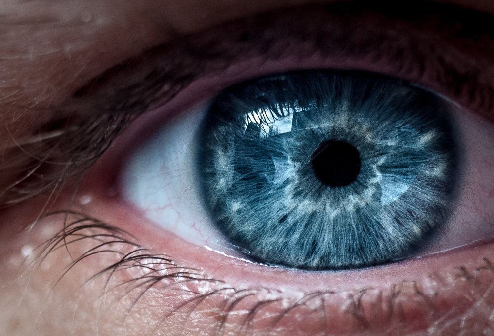 палочки, колбочки