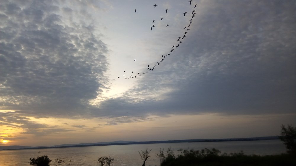 Flying birds