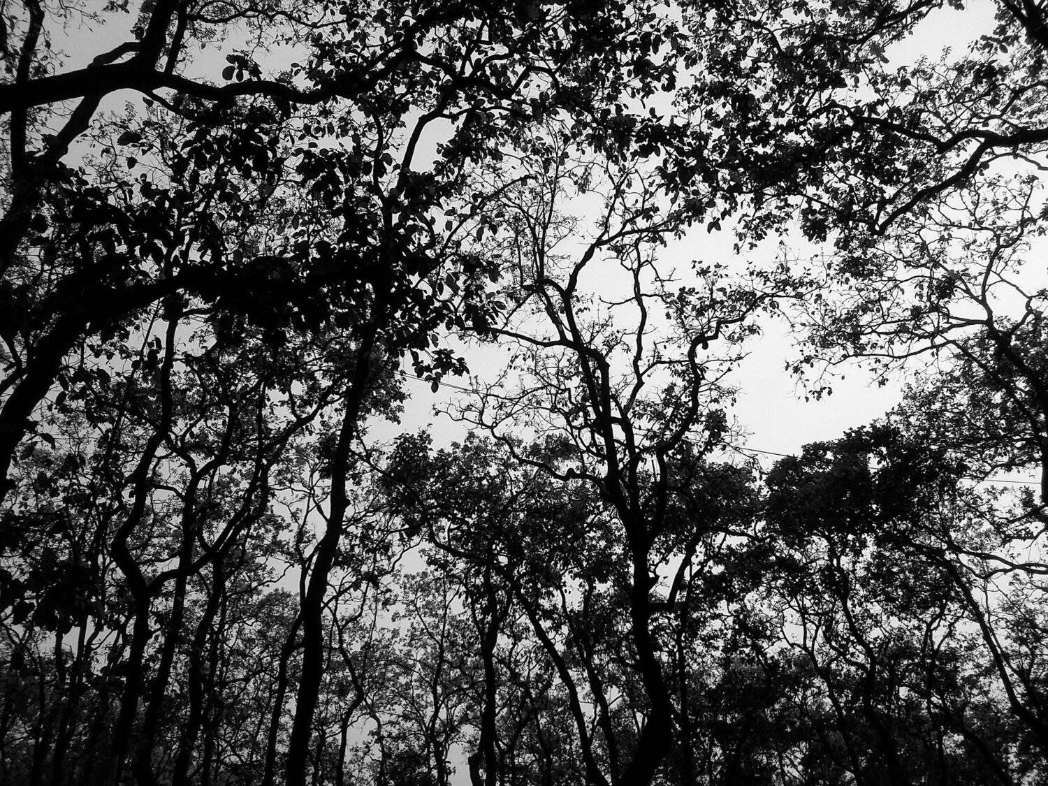 DARK NATURE