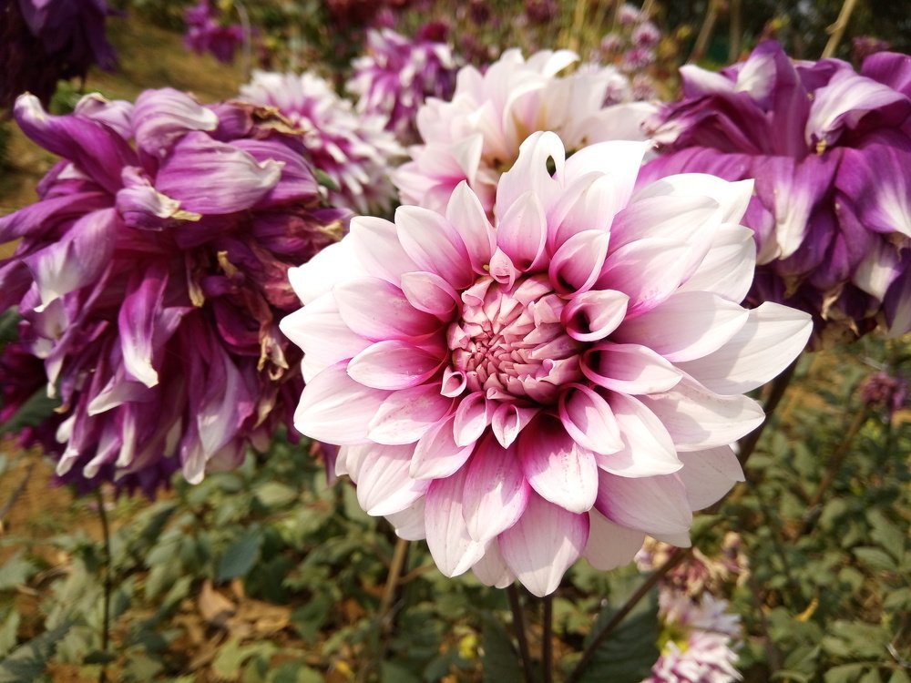 FLOWER DALIA