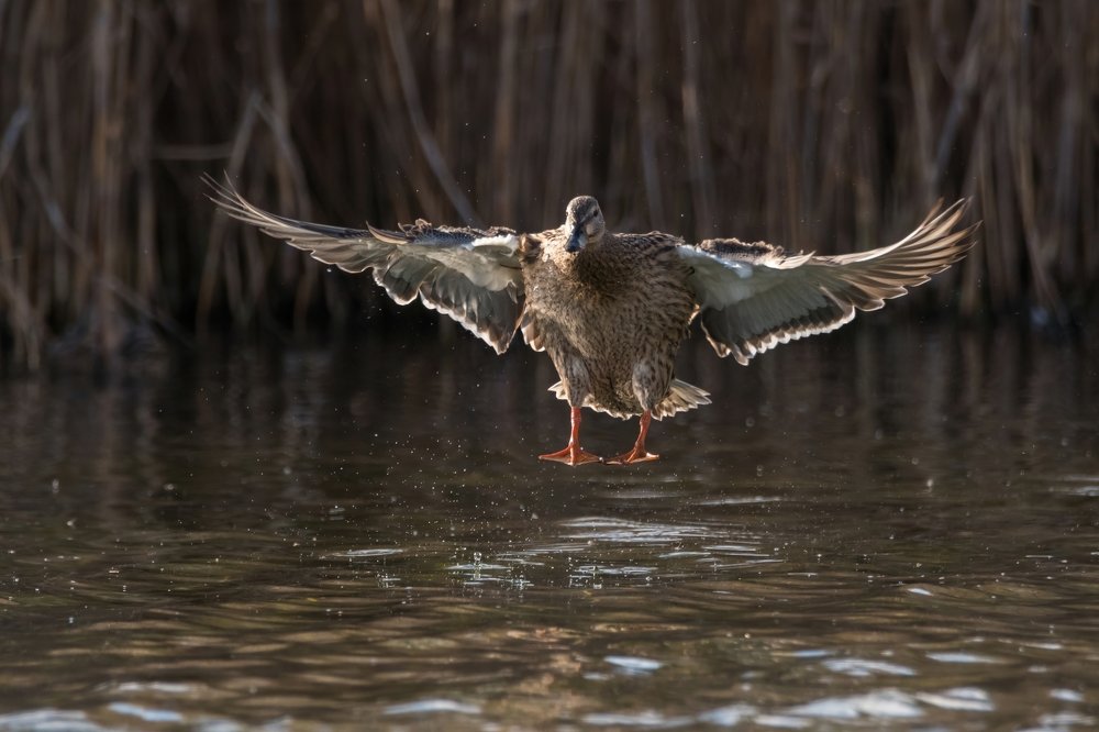 "Закрылки, шасси..."