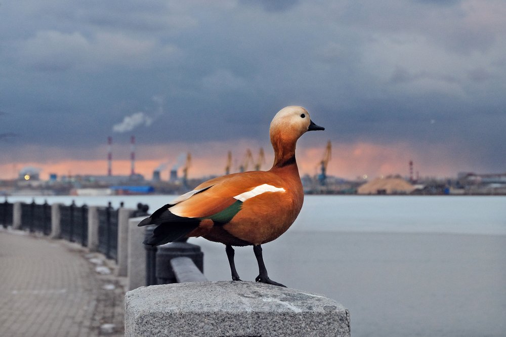 Photograph by Anna Saltykowa