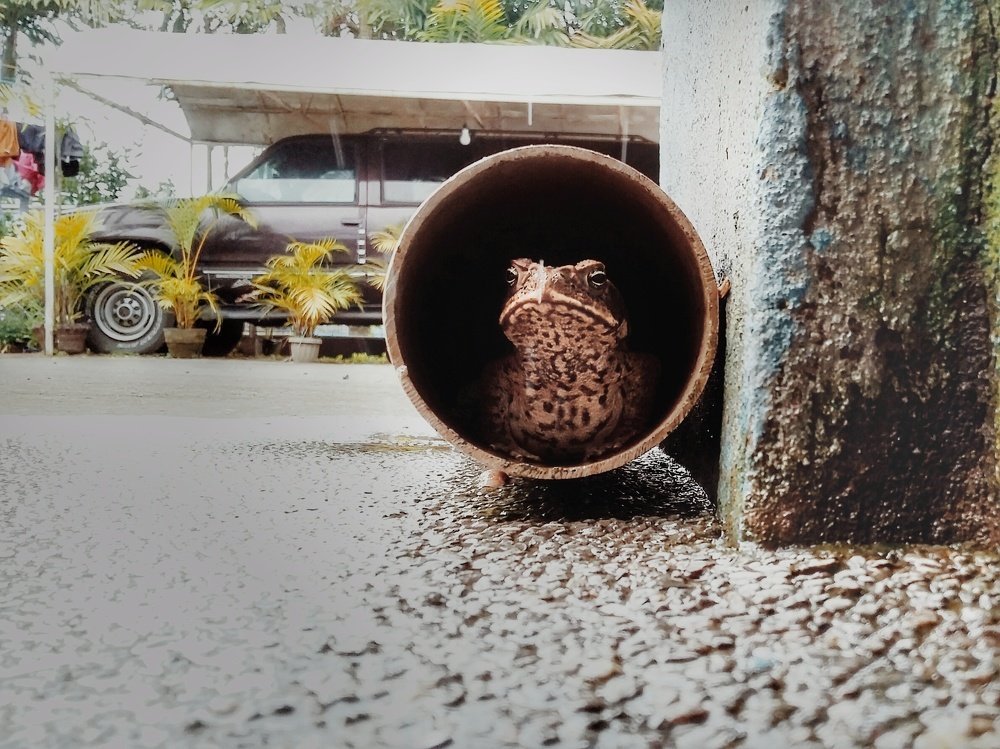 home is my habitat