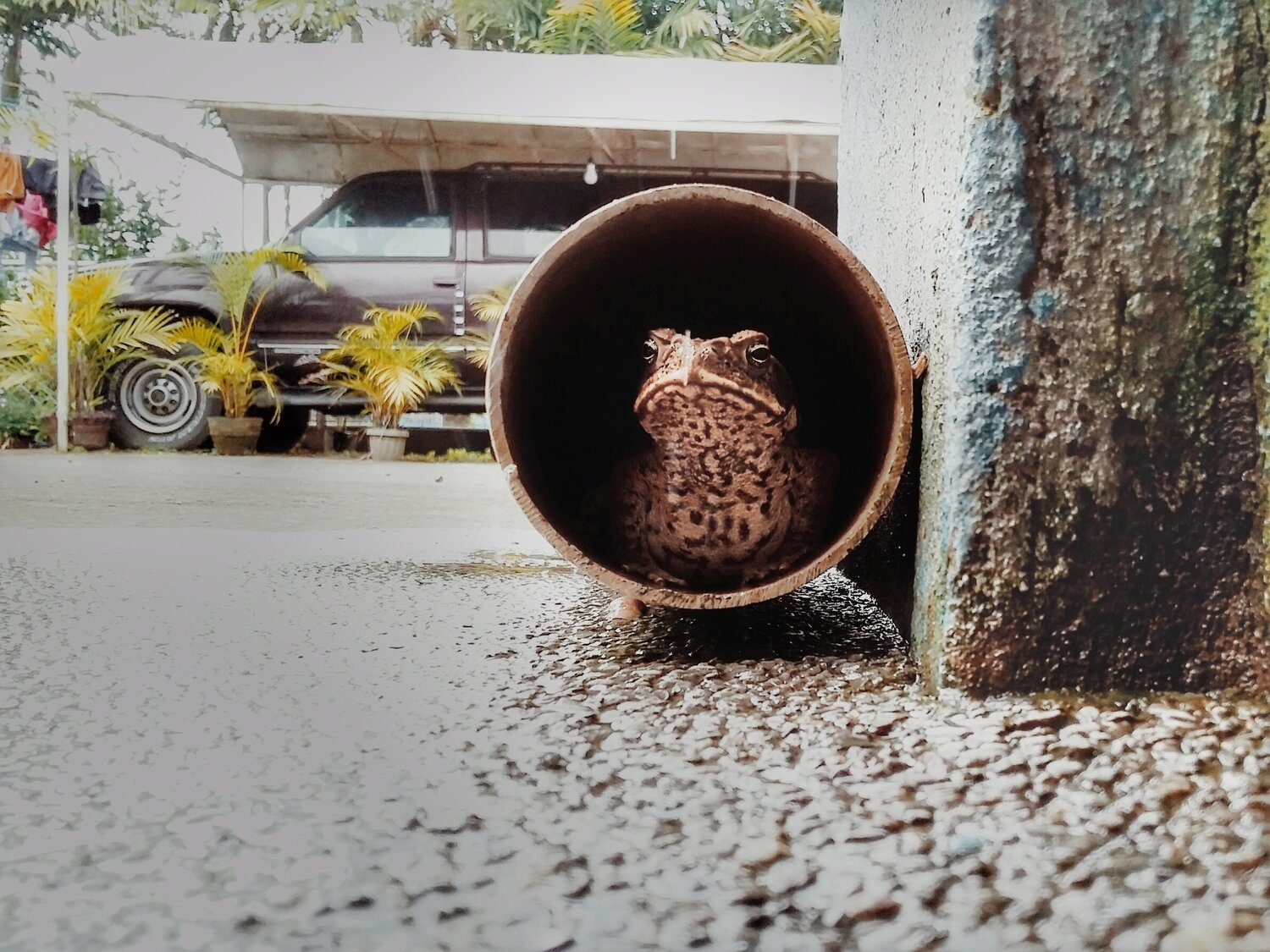 home is my habitat