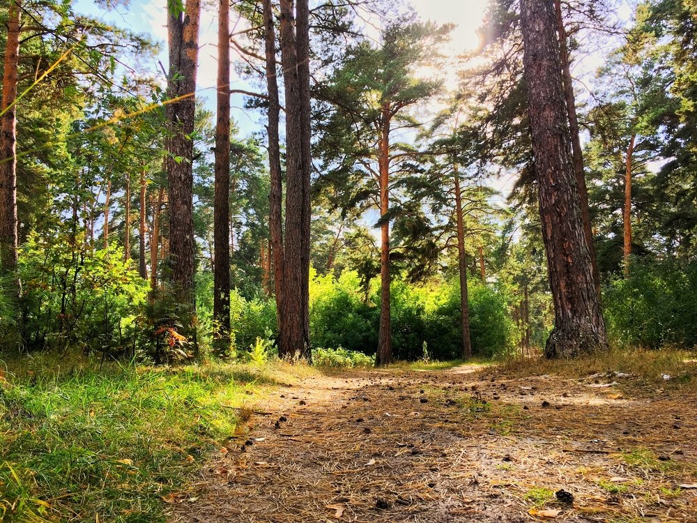 Ленточный бор