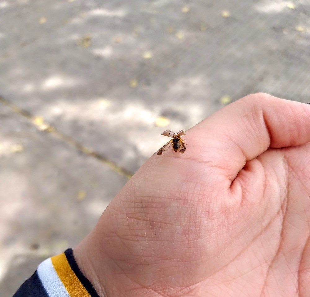 FRIENDLY LADYBUG